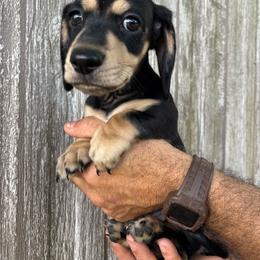 Dachshund puppies from Mountain Farm Dachshunds