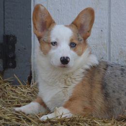 Ripley - American Corgi