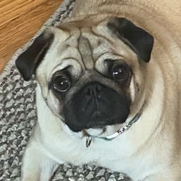 Blue - Pug