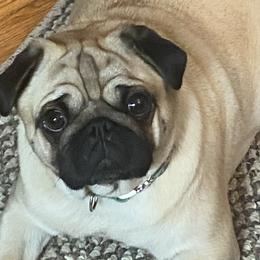 Blue - Pug