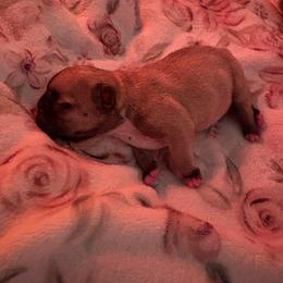 Noelle - Fawn female French Bulldog puppy in Kalispell, Montana from Grace & Grit Frenchies
