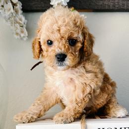 Brisket - Apricot female Cavapoo puppy in San Antonio, Texas from Cariad Doodles