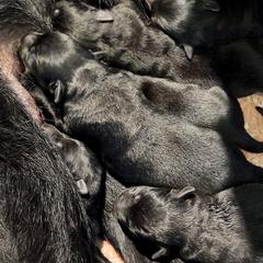 Male - Black male German Shepherd puppy in Pioneer Junction, Montana from Swede Mountain Shepherds