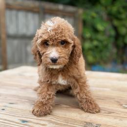 Bourbon - Red  male Goldendoodle puppy in Palmetto Bay, Florida from SOMIDOODLES