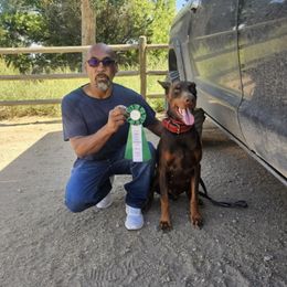 Doberman Pinscher puppies from Stand Alone European Dobermans