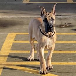 Great Dane Puppies from RoseCity Great Danes 🌹