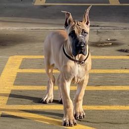 Great Dane Puppies from RoseCity Great Danes 🌹
