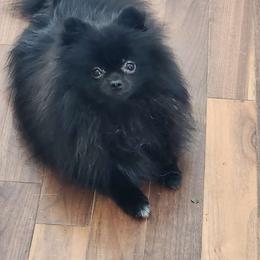 TTO - Pomeranian