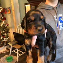 Girl 4 - Gordon Setter puppy in North Carolina from Hopper Grass Gordon Setters