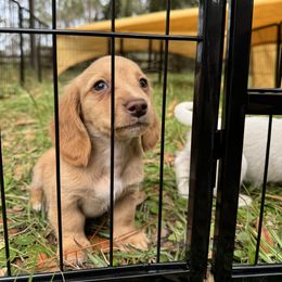 Chihuahua and Dachshund Puppies from Little Pawz, LLC