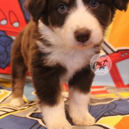 Arcee - Red tri-color female Australian Shepherd puppy in Colorado Springs, Colorado from Dawn 2 Dusk Ranch