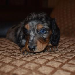 Everest - Dapple male Dachshund puppy in Oxford, Pennsylvania from Emily’s Dachshund Puppies