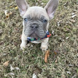 Green collar - French Bulldog puppy from West Tennesse Frenchies
