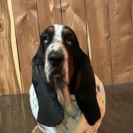 Moose - Basset Hound