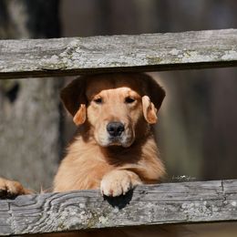 Golden Retrievers and Shih Tzus from The Ohana Paws