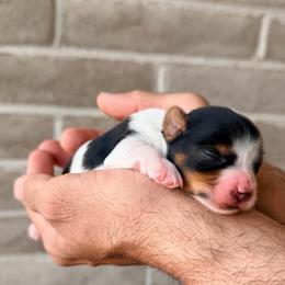 Storm (boy3) - Black tan and white male Biewer Terrier puppy in Las Cruces, New Mexico from De La Rosa Biewers