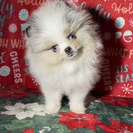 Pomeranian Puppies from Summer Set Poms