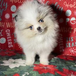 Pomeranian Puppies from Summer Set Poms