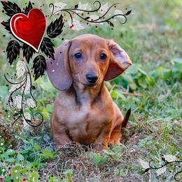 Dachshund Puppies from Army of Dachshunds