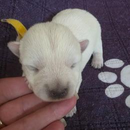 Yellow - White female West Highland White Terrier puppy in Mayo, Florida from Carrot Tails LLC