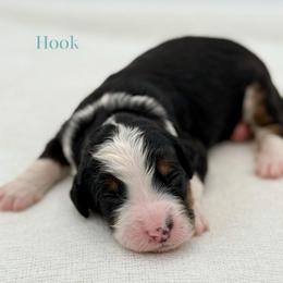 Hook - Tri-color male Bernedoodle puppy in Bellville, Ohio from Bernedoodle Buddies