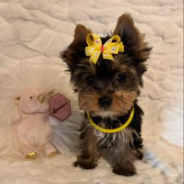 Tiny Ruby - Black and gold female Yorkshire Terrier puppy in Andrews, South Carolina from Sparkle of Glamour Yorkies