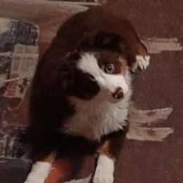 Patti - Miniature Australian Shepherd