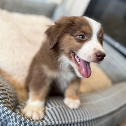 Sheriff - Red tri-color male Miniature American Shepherd puppy in Tucson, Arizona from Outlaw Minis