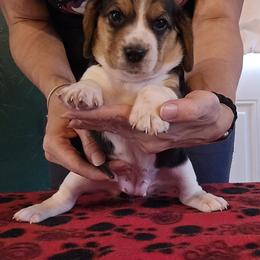 Nova - Black tan and white female Beagle puppy in Palestine, Texas from The Beagle Corner