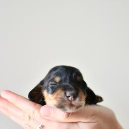 Espresso - Black and tan female Dachshund puppy in Youngstown, Florida from Paradox Dachshunds
