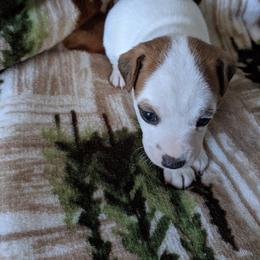Boy 4 - Tri-colored male Parson Russell Terrier puppy in Phelan, California from Elite Parson Russells