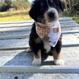 Jake - Black tri-color male Australian Shepherd puppy in Newton, Mississippi from Bright Star Aussies