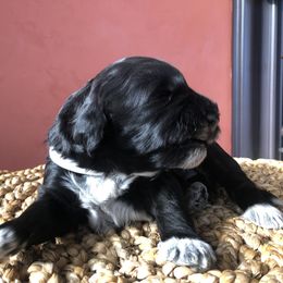 Portuguese Water Dog All Grown Up from Magellan Portuguese Water Dog