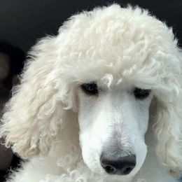 Poodle Puppies from Segraves Poodles