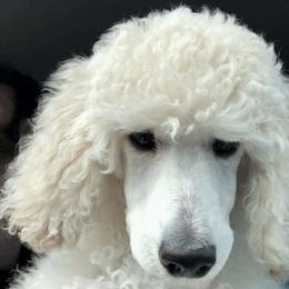 Poodle Puppies from Segraves Poodles