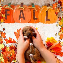 Timon - Red  male Goldendoodle puppy in Kissimmee, Florida from Poodle Doodle Kennels