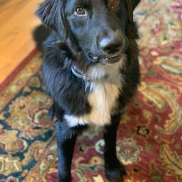 Australian Shepherd All Grown Up from Golden Aussies
