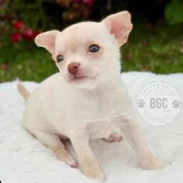 Ember - Cream female Chihuahua puppy in Forsyth, Georgia from Brooks Grove Canines LLC