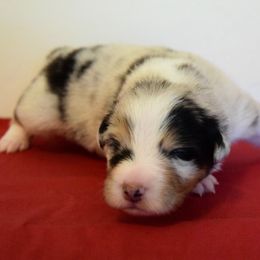 Australian Shepherd Puppies from Clay Ridge Australian Shepherds