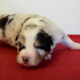 Australian Shepherd Puppies from Clay Ridge Australian Shepherds