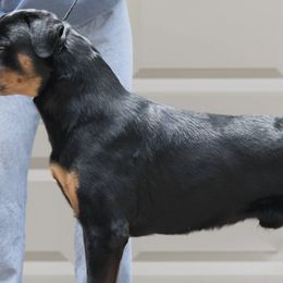 Rottweilers from G-Man's Rottweilers