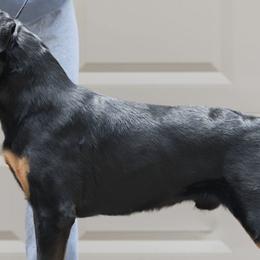 Rottweilers from G-Man's Rottweilers