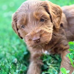 Finn - Red male Cockapoo puppy in Denver, Pennsylvania from Greenview Puppies