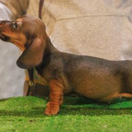Brooks - Red male Dachshund puppy in Auxvasse, Missouri from Above Par Kennels