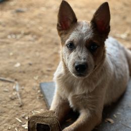 -Boy 1 - Red speckled male Australian Cattle Dog puppy in Kaufman, Texas from Emberwick Ranch