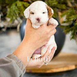 Echo - Parti female Goldendoodle puppy in Acton, Maine from Silver Pines Pups