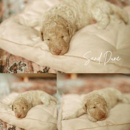 Sand Dune - Apricot male Aussiedoodle puppy in Inman, South Carolina from Dark Corner Doodles