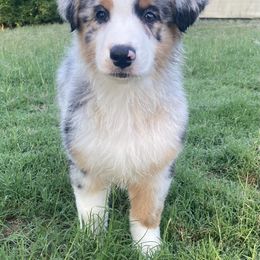 Australian Shepherd Puppies from Mountain Ridge Aussies
