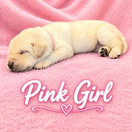 Pink Collar Girl - Yellow female Labrador Retriever puppy in Las Vegas, Nevada from Lucky Labrador Retrievers