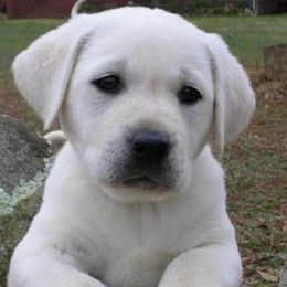 White Lab puppy - Yellow male Labrador Retriever puppy in Arizona from Lily's White Labs